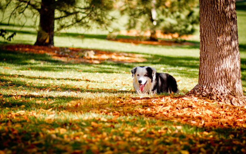 Border Collie Dog — Green, Serene, Autumn