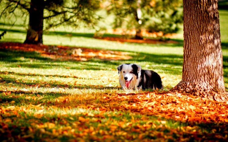 Border Collie Dog — Green, Serene