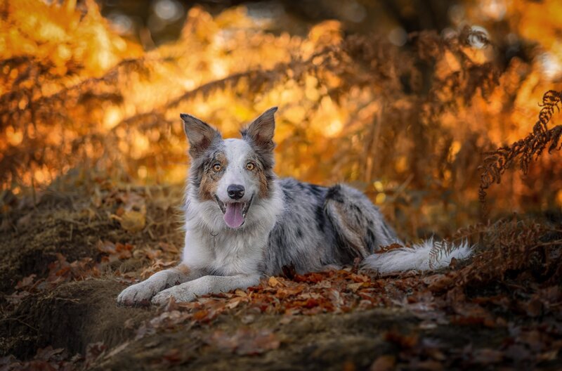 Border Collie Dog — Orange, Calm