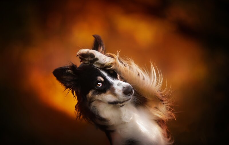 Border Collie Dog — Orange, Dramatic