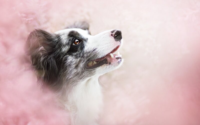 Border Collie Dog — Pink, Calm