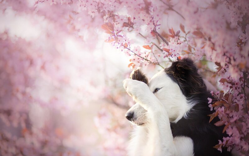 Border Collie Dog — Pink, Serene