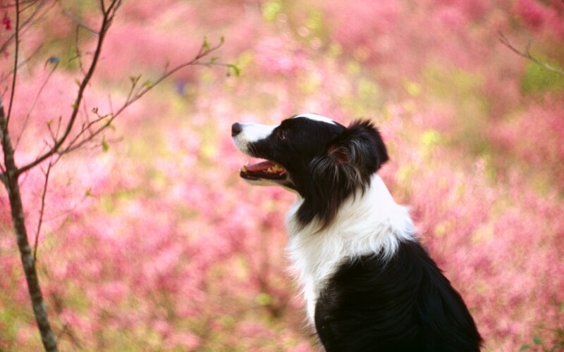 Border Collie Dog — Pink