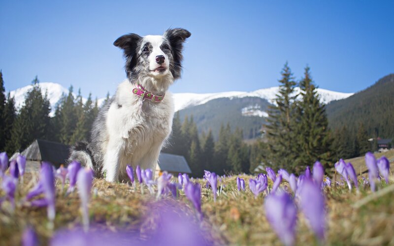 Border Collie Dog — Purple, Serene, Spring