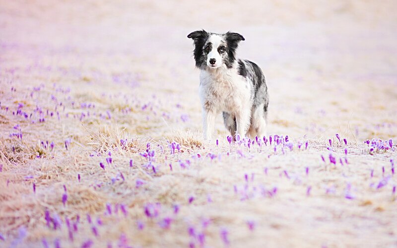 Border Collie Dog — Purple, Serene