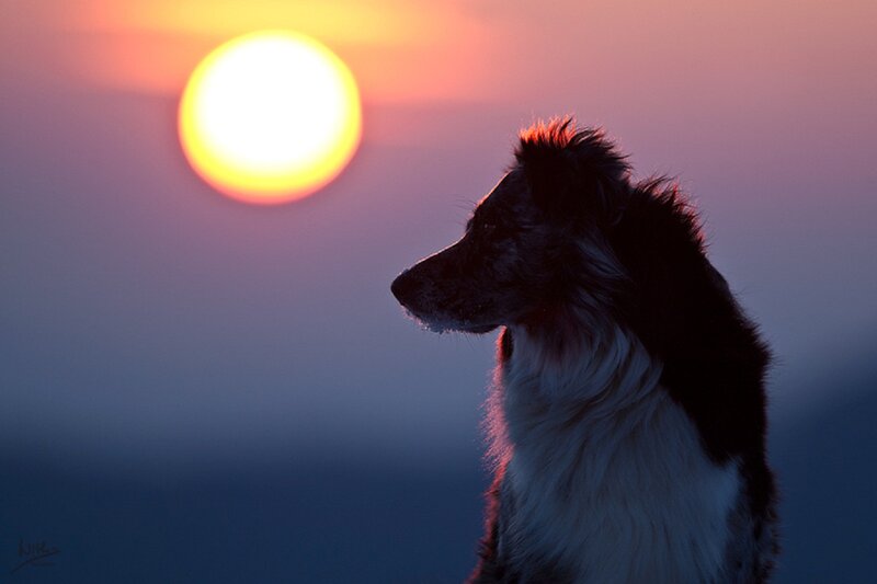 Border Collie Dog — Purple