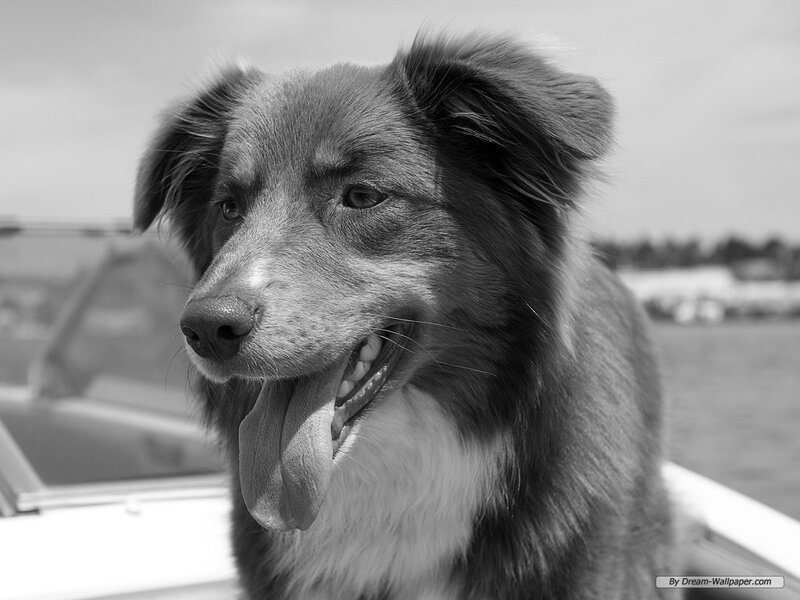 Border Collie Dog