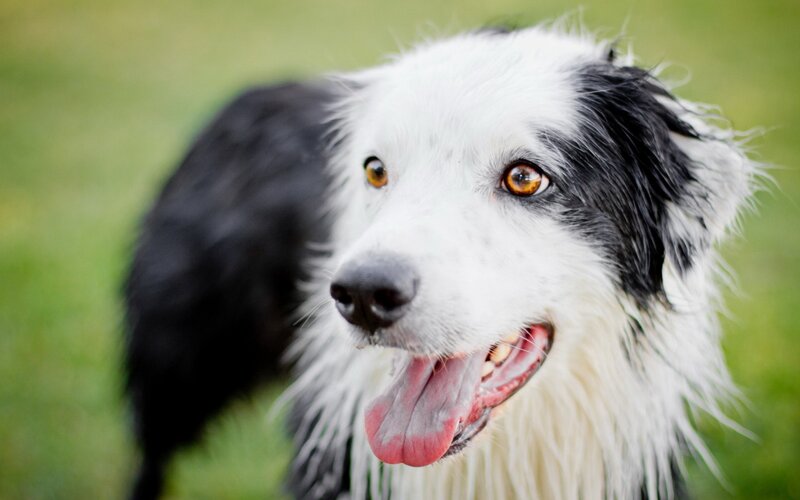 Border Collie Dog — White, Calm, Afternoon