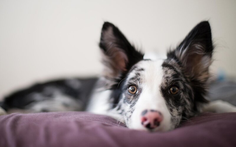 Border Collie Dog — White, Calm, Photograph, Bed