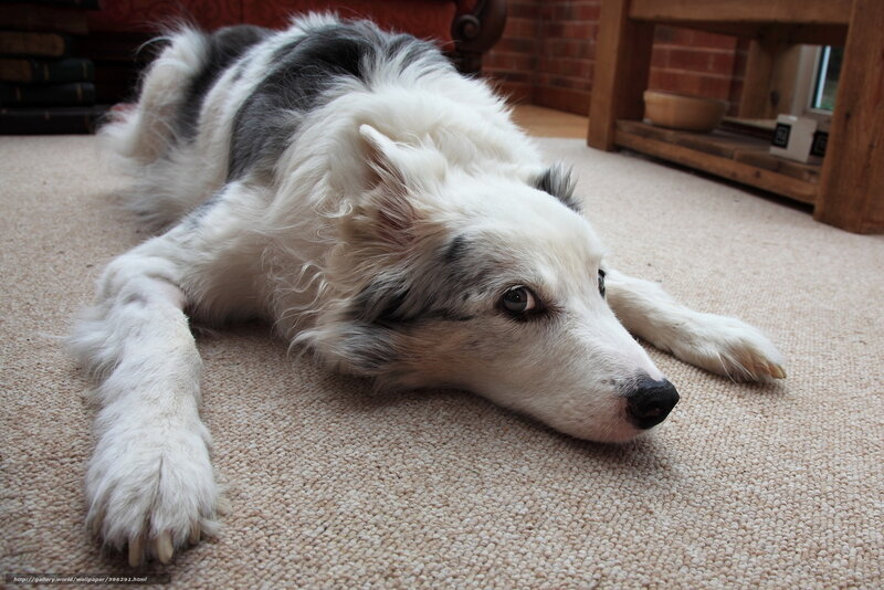 Border Collie Dog — White, Calm, Photograph