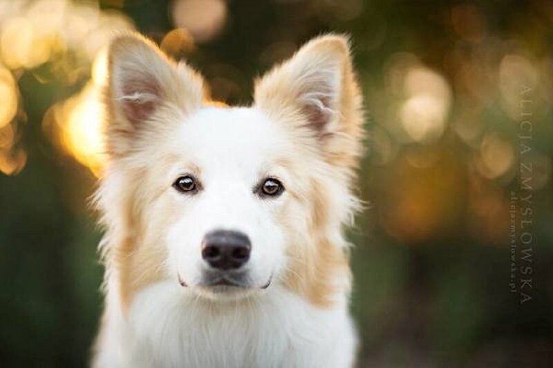 Border Collie Dog — White, Calm, Sunset