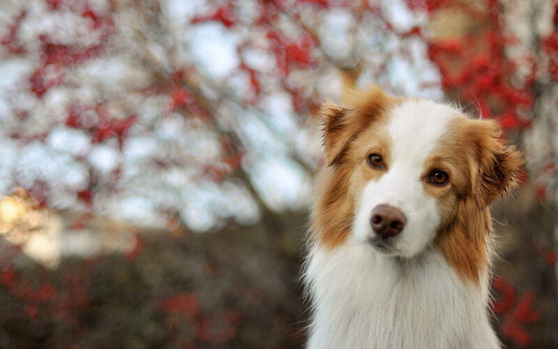 Border Collie Dog — White, Calm