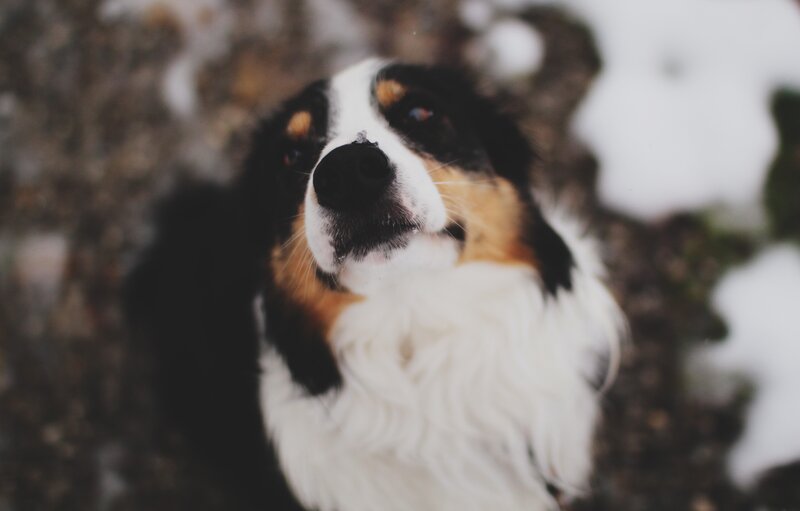Border Collie Dog — White, Calm, Winter, Photograph, Snow
