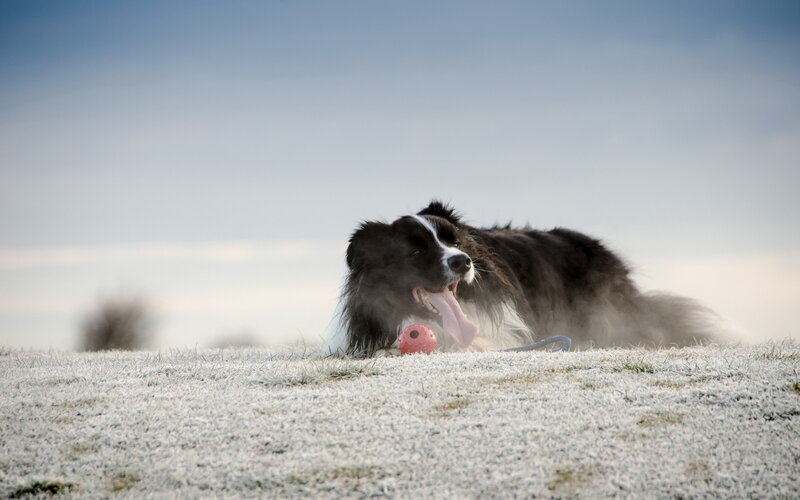 Border Collie Dog — White, Calm, Winter, Photograph