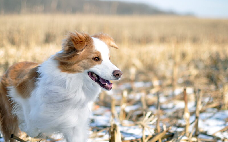 Border Collie Dog — White, Calm, Winter