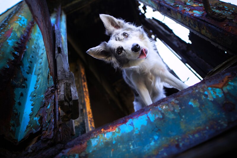 Border Collie Dog — White, Dramatic, Photograph