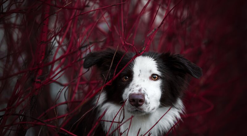 Border Collie Dog — White, Dramatic