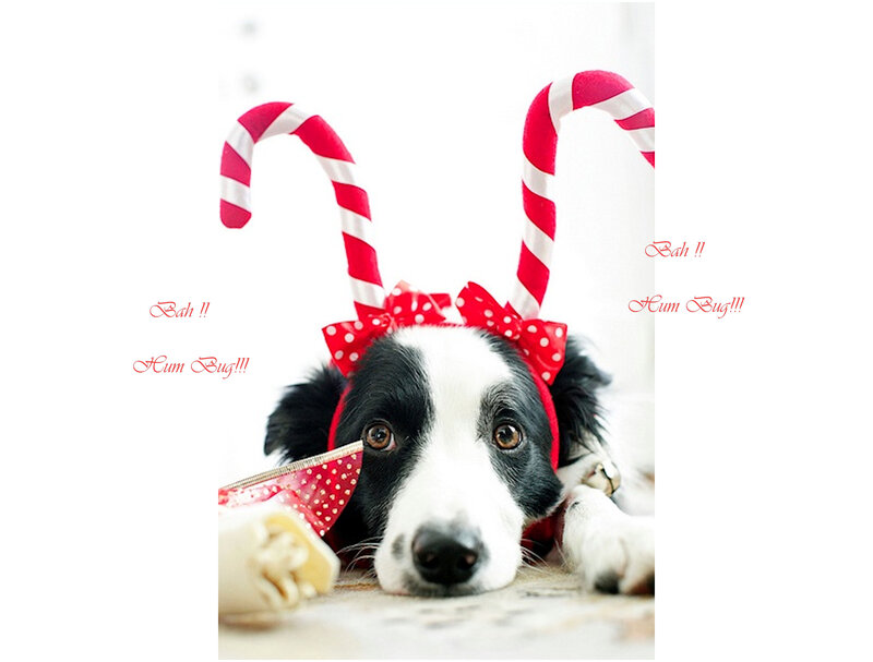 Border Collie Dog — White, Festive