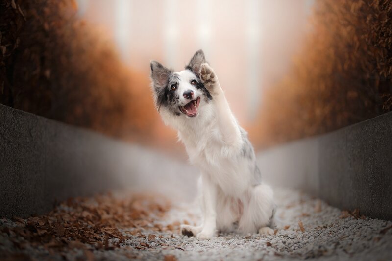 Border Collie Dog — White, Playful