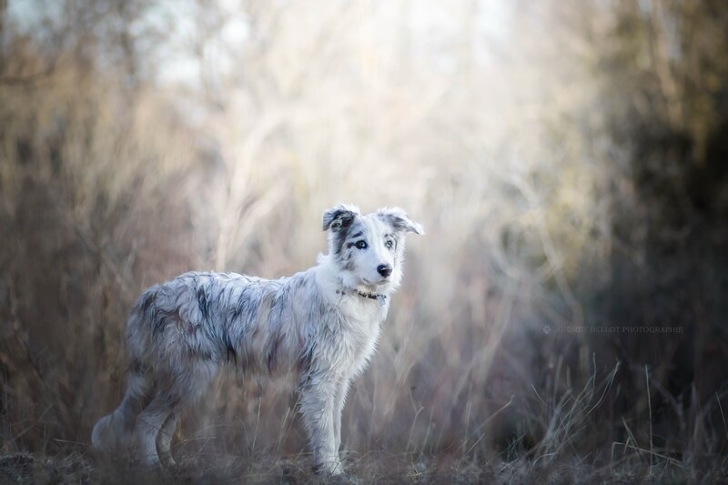 Border Collie Dog — White, Serene, Autumn