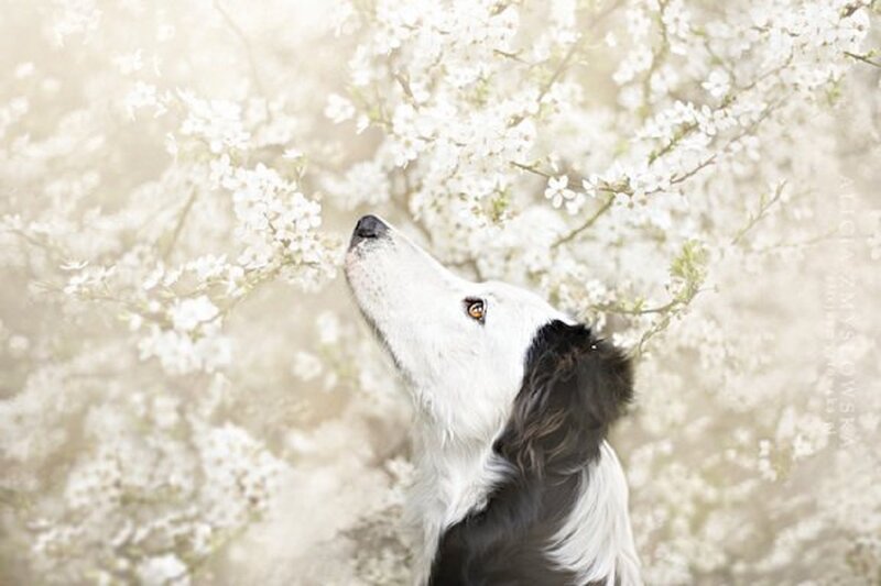 Border Collie Dog — White, Serene, Spring, Photograph
