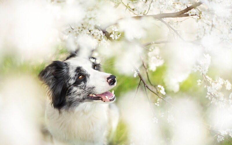 Border Collie Dog — White, Serene, Spring