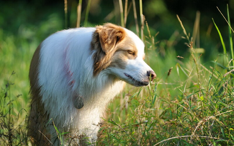 Border Collie Dog — White, Serene