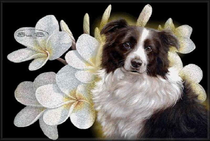 Border Collie Dog — White