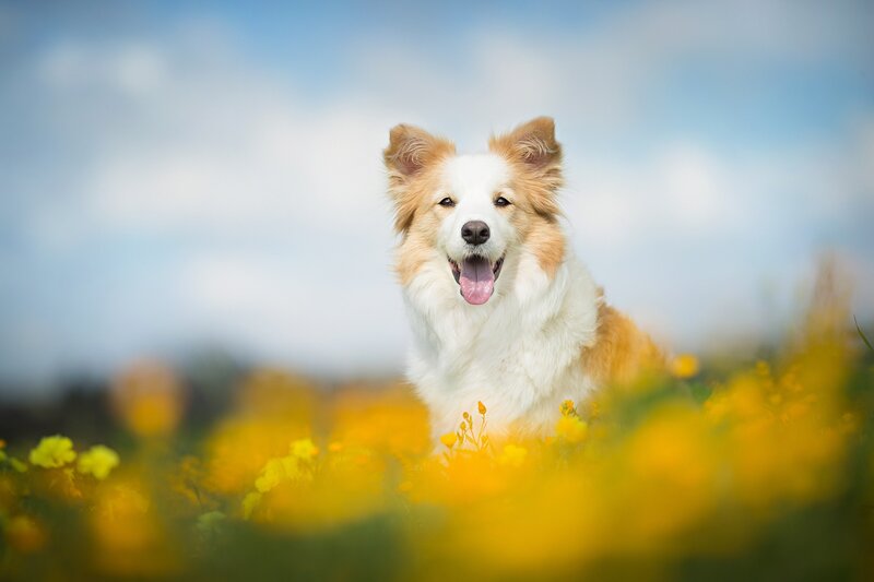 Border Collie Dog — Yellow, Cheerful