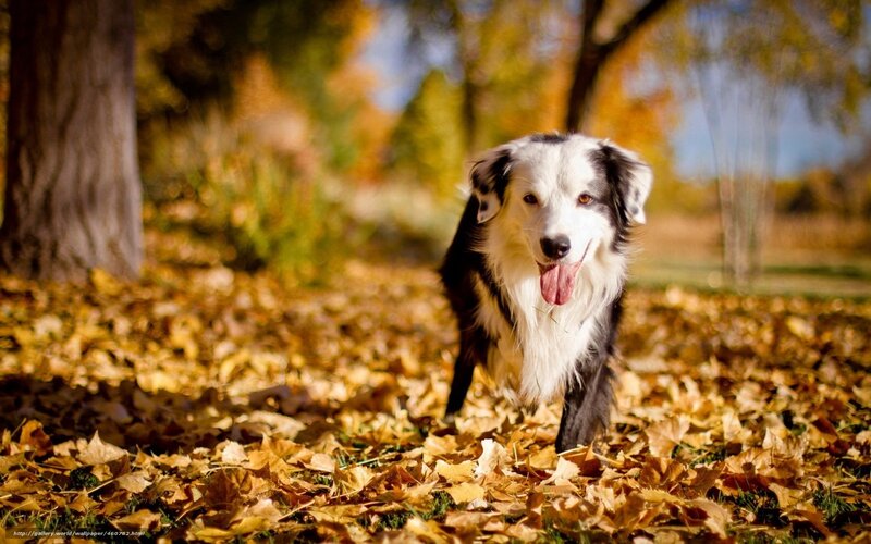 Border Collie Dog — Yellow, Playful