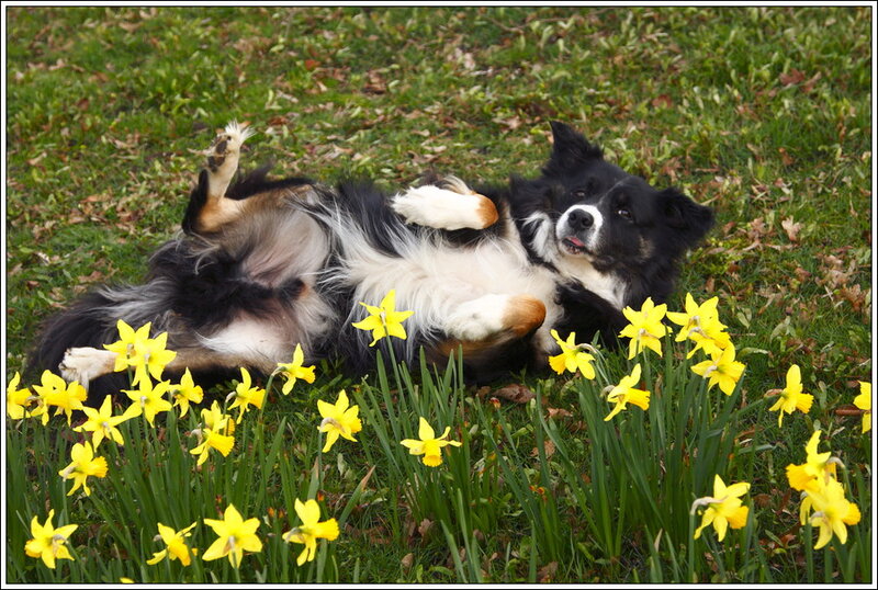 Border Collie Dog — Yellow