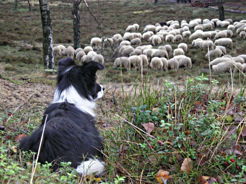 Border Collie Herding Sheep