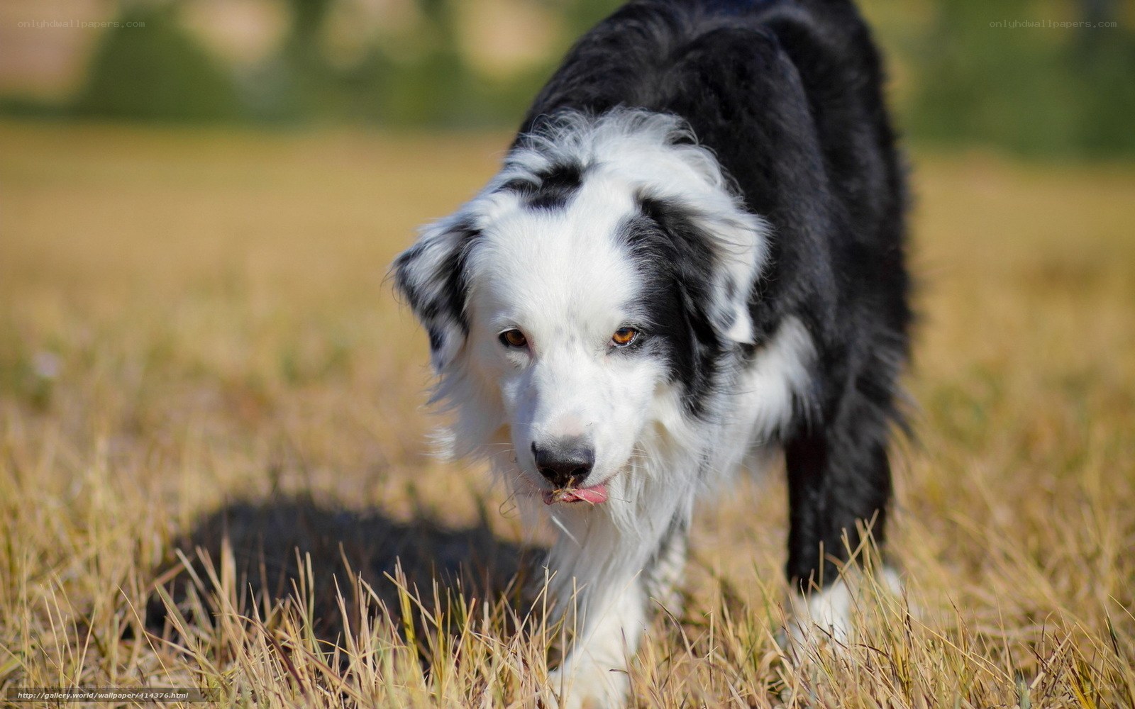Border Collie in a field