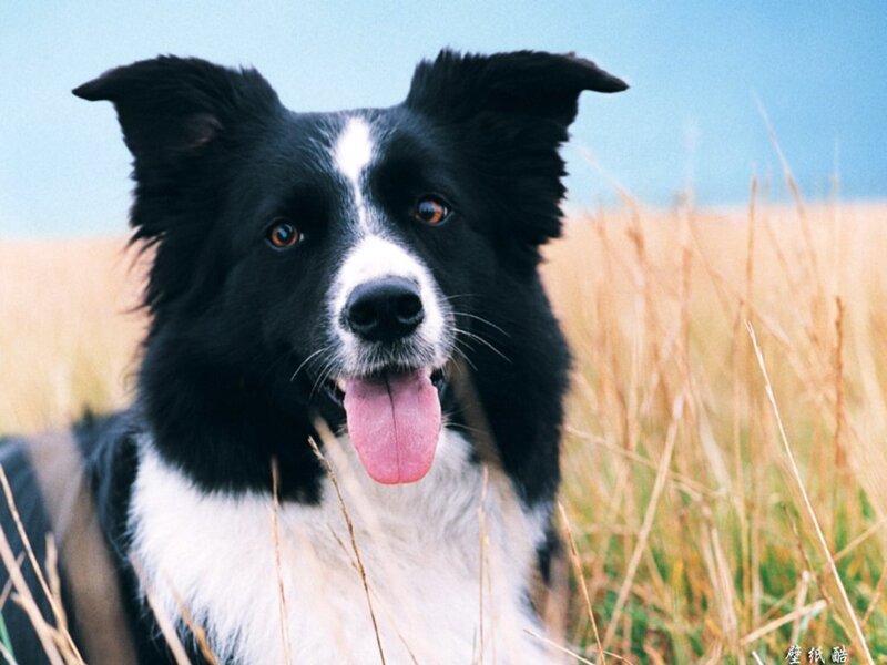 Border Collie in a field