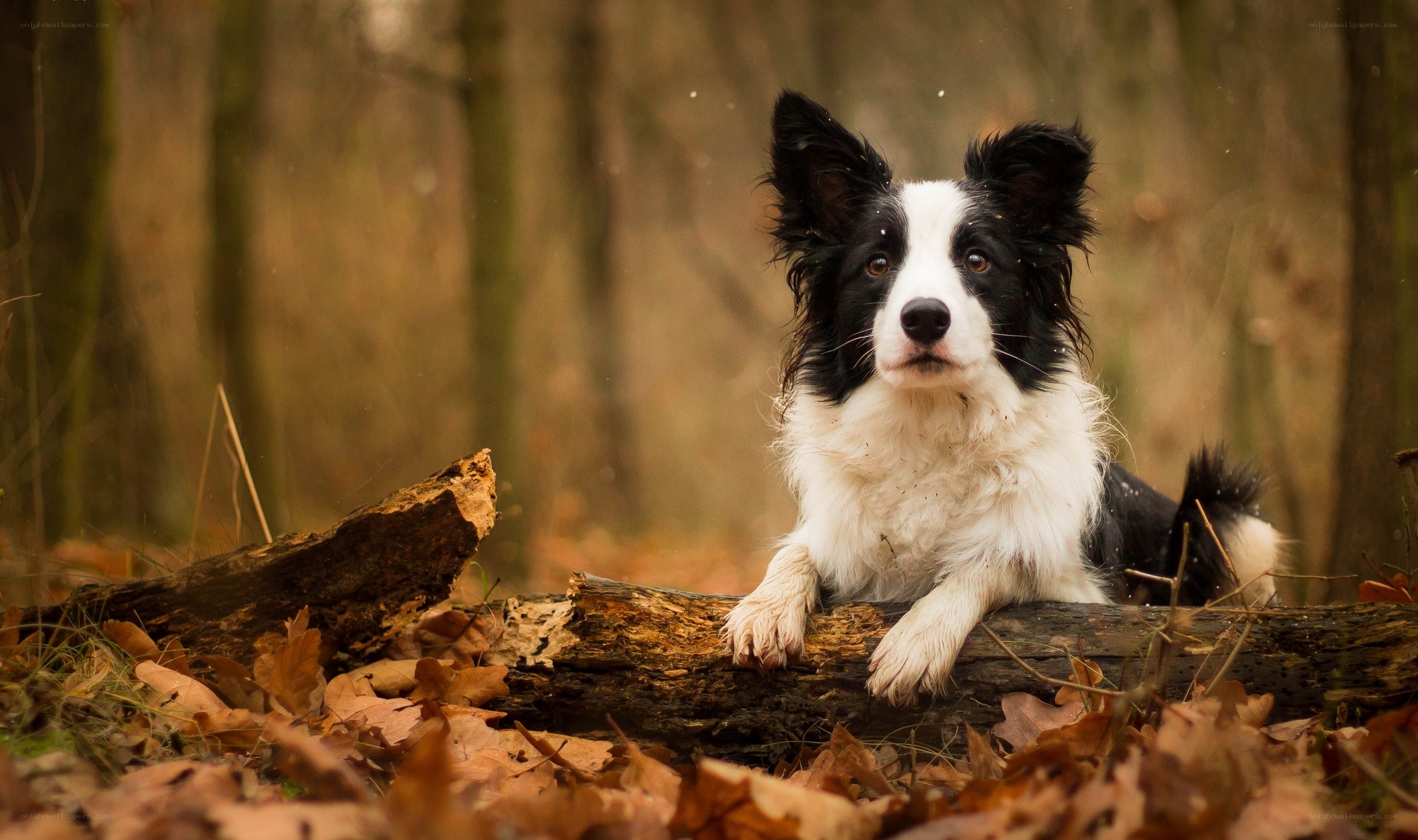 Border Collie in autumn forest