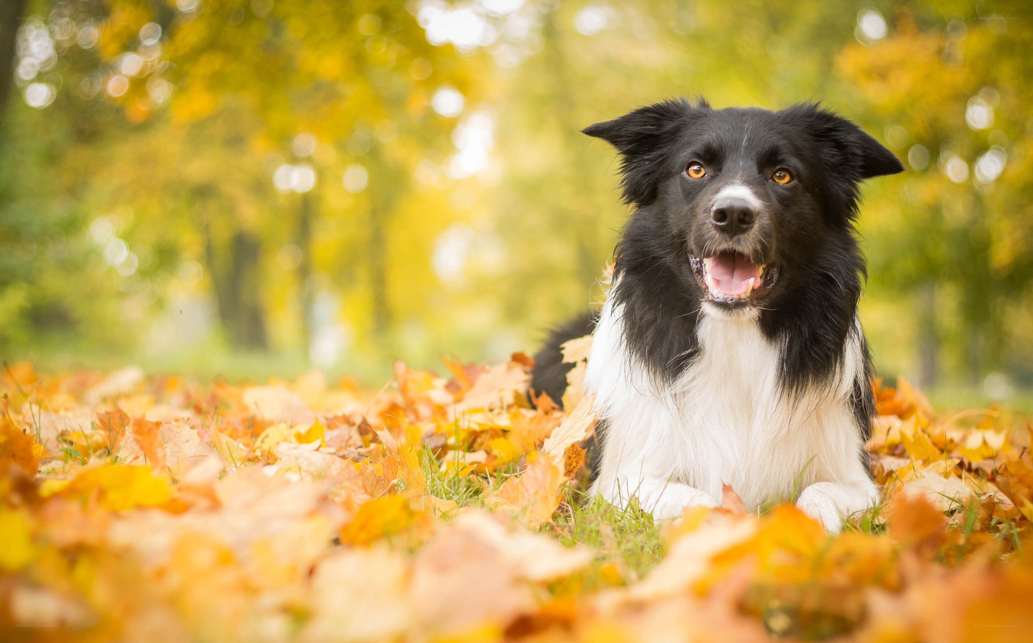 Border Collie in autumn leaves