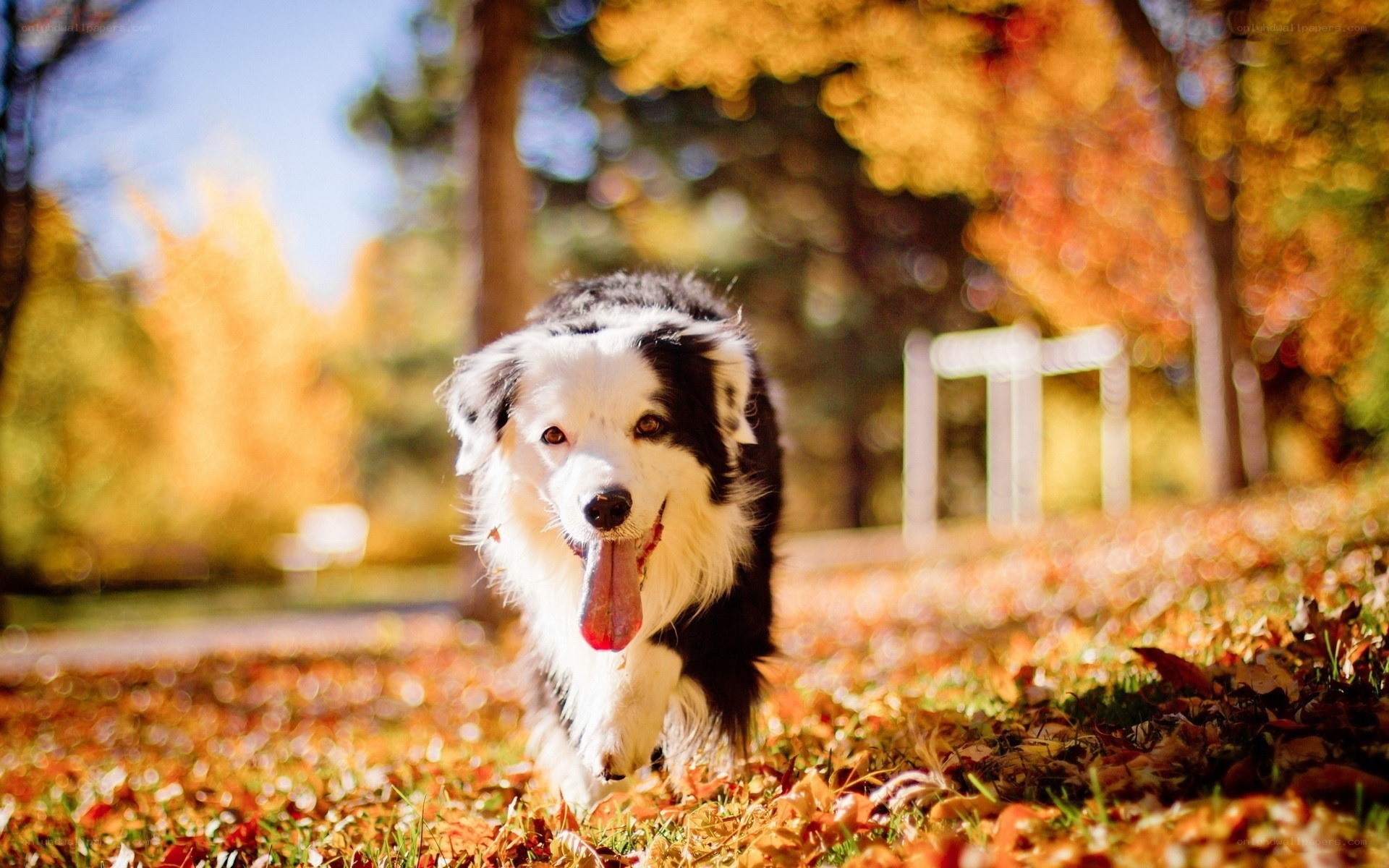 Border Collie in autumn leaves
