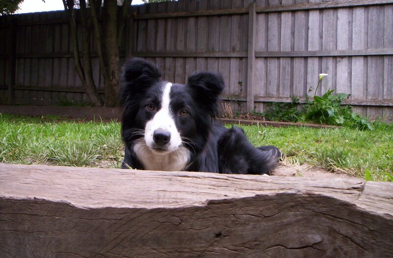 border collie in backyard