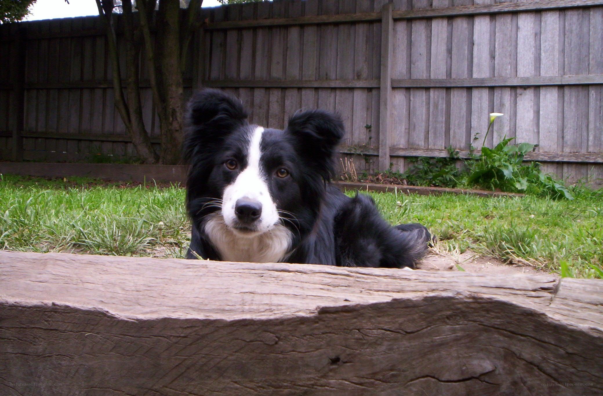 border collie in backyard