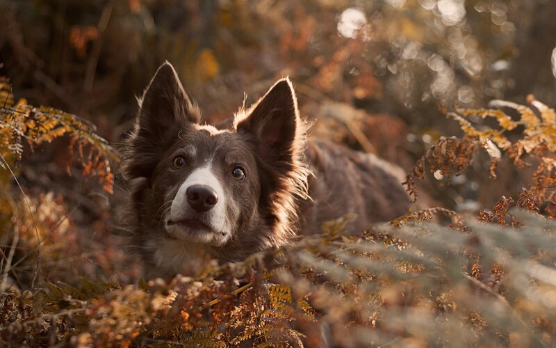 Border Collie in Ferns — Brown
