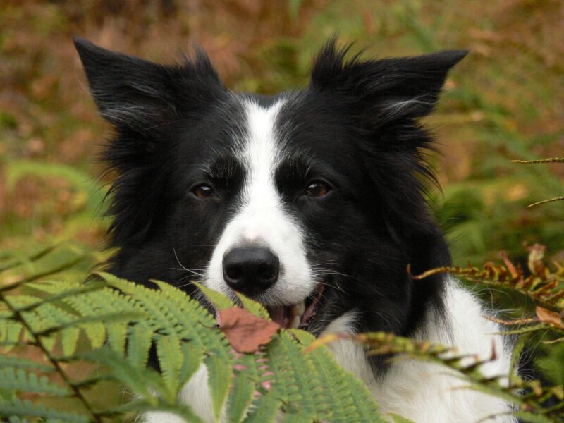 Border Collie in ferns
