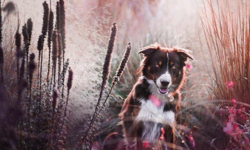 Border Collie in Field — Brown