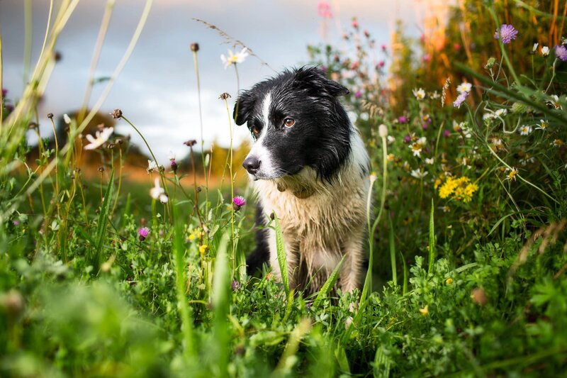Border Collie in Field — Green, Serene
