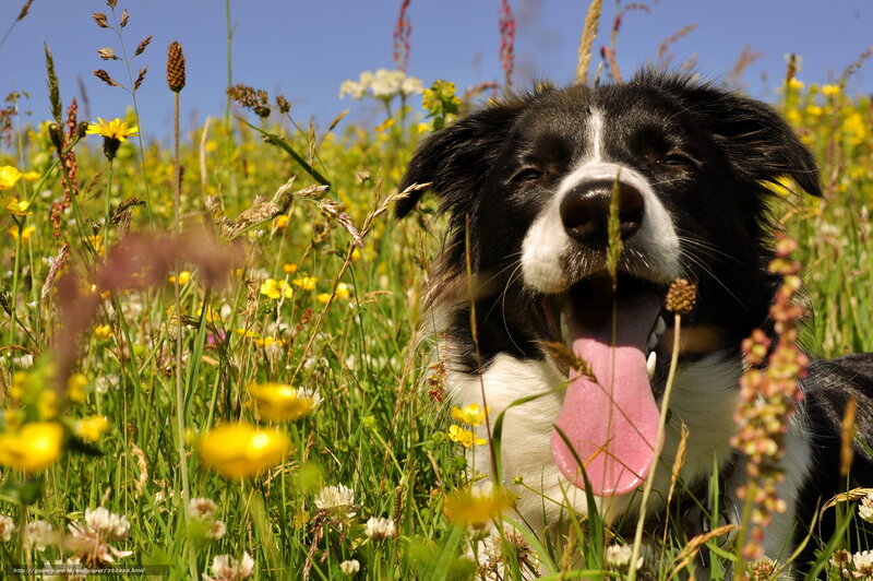 Border Collie in Field — Green