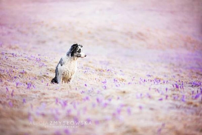 Border Collie in Field — Purple