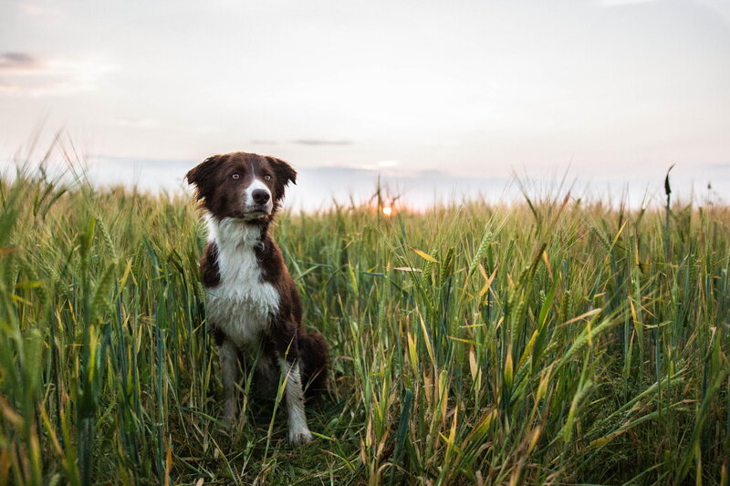 Border Collie in Field