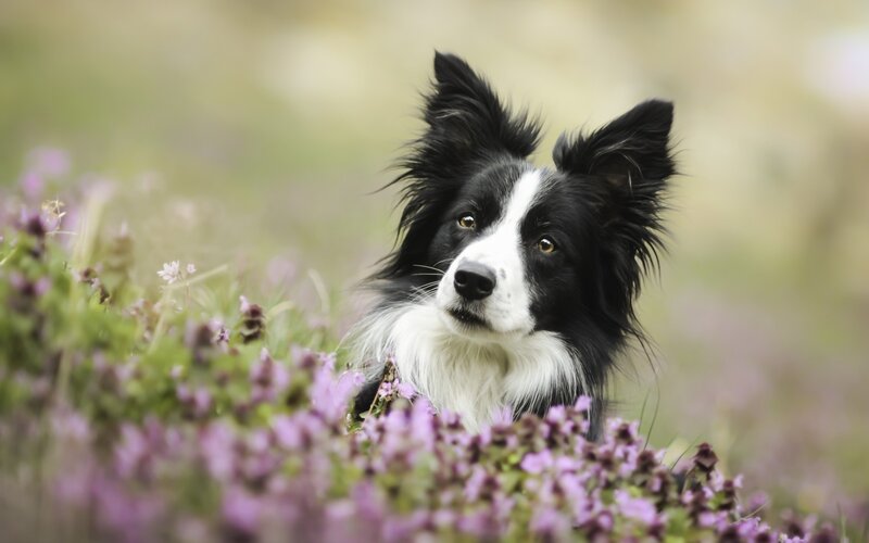 Border Collie in Flowers — Black, Calm, Spring