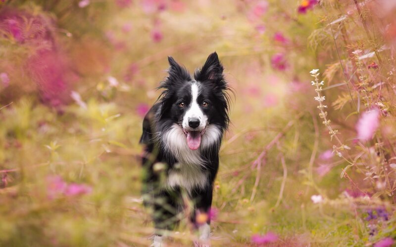 Border Collie in Flowers — Black, Calm