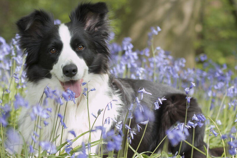 Border Collie in Flowers — Black