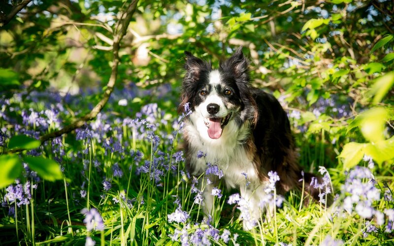 Border Collie in Flowers — Green